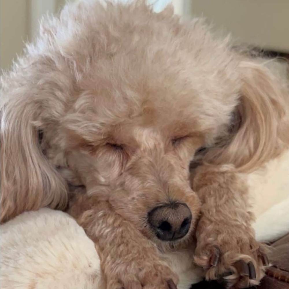 Meet your Posher, Claire